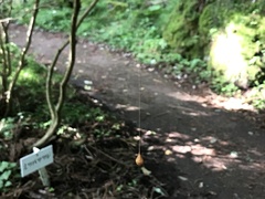 Chorizopes nipponicus