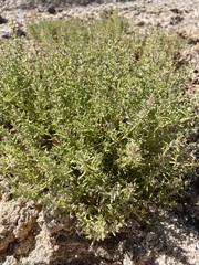 Nitrophila occidentalis