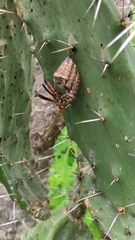 Polistes oculatus