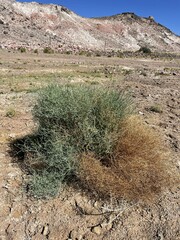 Leucosyris carnosa