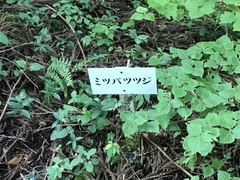 Rhododendron dilatatum dilatatum