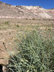 Leucosyris carnosa