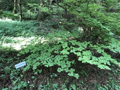 Rhododendron dilatatum dilatatum