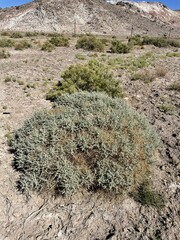 Atriplex parryi