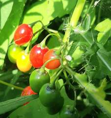 Solanum dulcamara