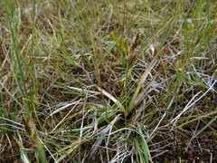 Carex nebrascensis