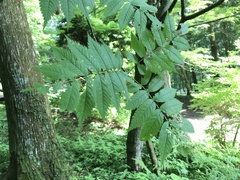 Sorbus commixta