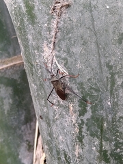 Notobitus