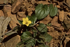 Viola purpurea integrifolia