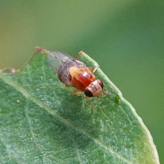 Thaumatomyia rubida