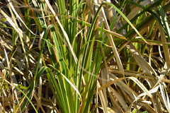 Androtrichum giganteum