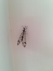 Dendroleon obsoletus