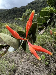 Macleania smithiana