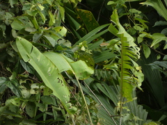 Heliconia platystachys