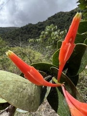 Macleania smithiana