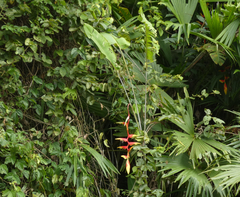 Heliconia platystachys