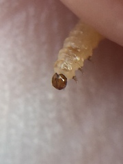 Psylliodes brettinghami