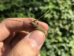 Acalolepta fraudatrix