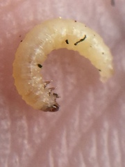 Psylliodes brettinghami