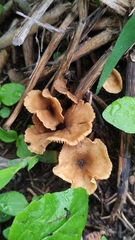 Crepidotus subfulviceps