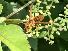 Vespa simillima xanthoptera