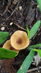 Crepidotus subfulviceps