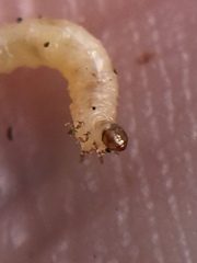 Psylliodes brettinghami