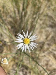 Almutaster pauciflorus