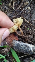 Crepidotus subfulviceps