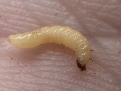 Psylliodes brettinghami