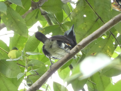 Capito maculicoronatus