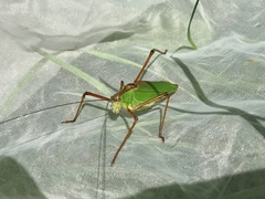 Shirakisotima japonica
