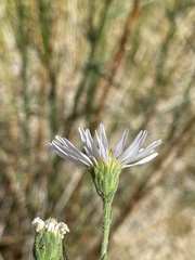 Almutaster pauciflorus