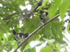 Capito maculicoronatus