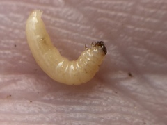 Psylliodes brettinghami