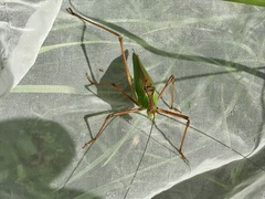 Shirakisotima japonica