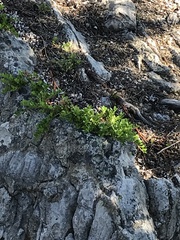 Arctostaphylos uva-ursi