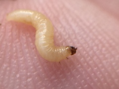 Psylliodes brettinghami