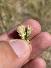 Almutaster pauciflorus