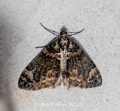 Dysstroma sikkimensis