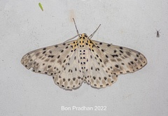 Percnia