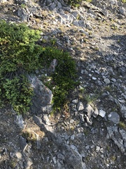 Arctostaphylos uva-ursi