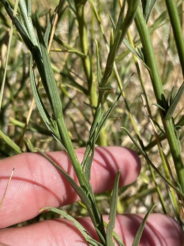 Image of Almutaster pauciflorus by (c) Matt Berger, some rights reserved (CC BY)