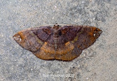 Astygisa albopunctata