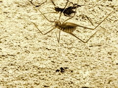 Hadenoecus subterraneus