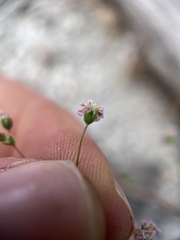 Eriogonum thurberi