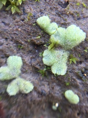 Riccia crystallina
