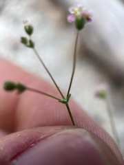 Eriogonum thurberi