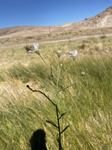 Image of Almutaster pauciflorus by (c) Matt Berger, some rights reserved (CC BY)