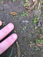 Riccia crystallina